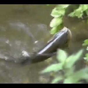 Chub on a suerfloat dry fly. Fly fishing on Moravica river.  Klen na musicu.