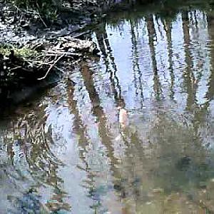 creek chub fishing