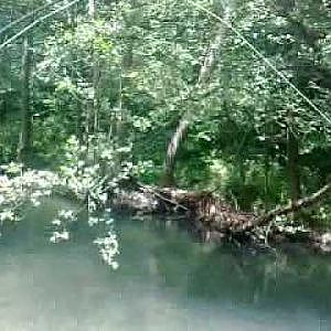 Fly Fishing of Chub - Mušičarenje klena