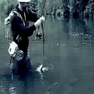 Fly-fishing chub in Latvia