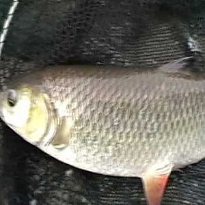 chub fishing on the canal on the 30-11-2008