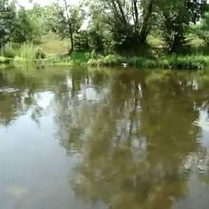 Fly fishing for chub