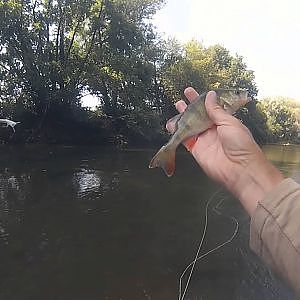 25ème sortie pêche à la mouche du chevesne et de la perche en rivière