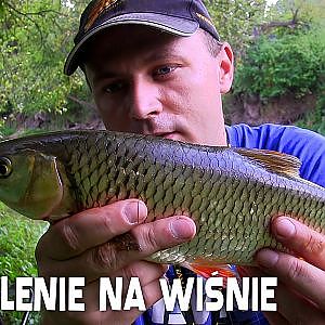 Kleń na wiśnie | Wędkarstwo gruntowe | Łowienie na wiśnie na feeder [relacja znad wody]