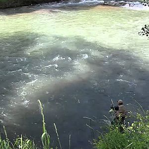 Pesca ai cavedani sul fiume Tevere