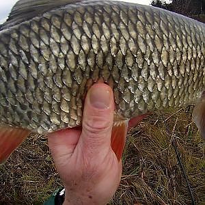 Zielfisch Döbel / Aitel. Auf der Suche nach dem Kapitalen