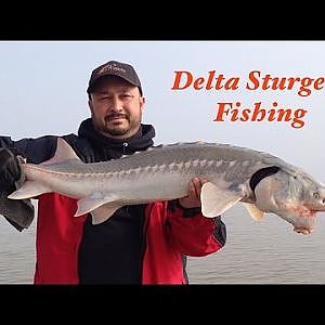 Delta Sturgeon fishing 1/21/15