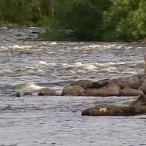 Öringfiske i Käringforsen130625