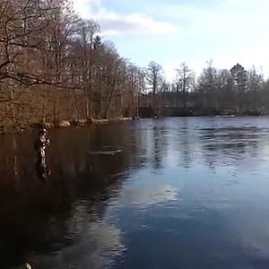 Flugfiske efter Öring i Bolmån - Flyfishing trout Bolmån Sweden