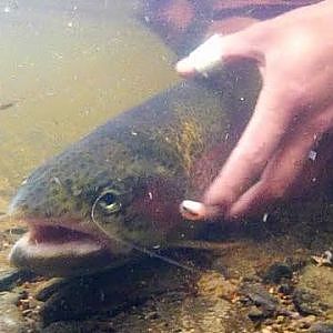 Alaska Fly Fishing - Rainbow Trout (1/3 - 1080p HD)