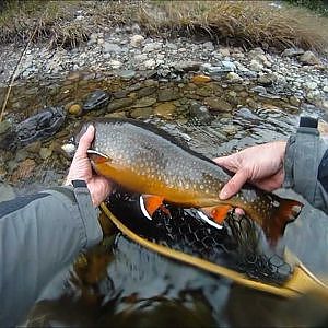 Big Brook Trout