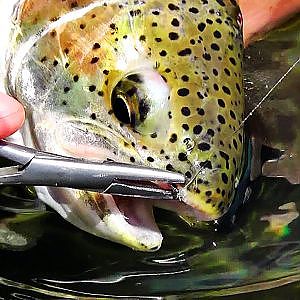 Fly Fishing Rainbow Trout