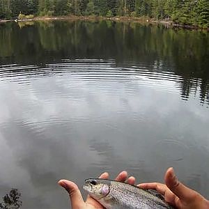 How to Fly fishing for trout with spinning gear