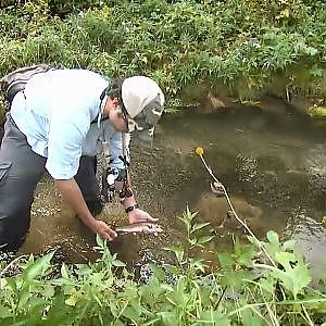 Fly Fishing for Fall Brook Trout