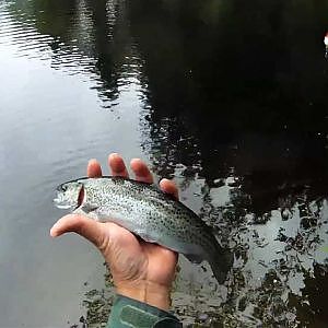 How to Float Fishing Trout with Bait - Top Water