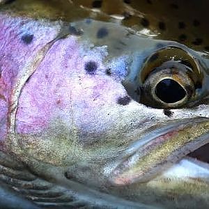 Alaska Fly Fishing - Rainbow Trout (3/3 - 1080p HD)