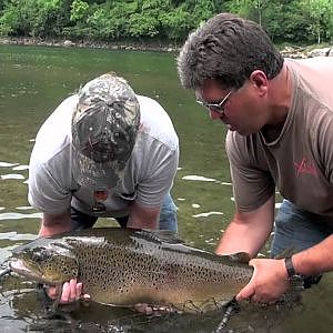 White River Monster Brown Trout 32.65 lbs.   http://www.thefishermanslodge.com