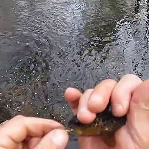 Trout fishing a small creek Part 1