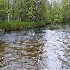 Fly fishing in northern Michigan for giant trout!