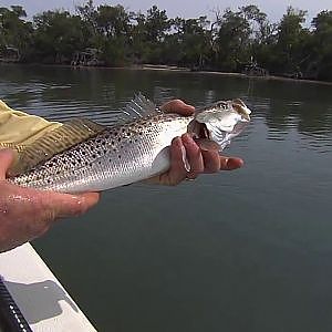 All Out Trout - WINTERTIME seatrout fishing