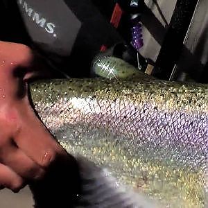 Fly Fishing for Giant Rainbow Trout!