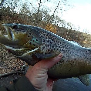 BIG STEELHEAD and BROWN TROUT from Lake Ontario Tributaries float Fishing with Eggs and Trout Beads