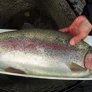 Fly Fishing Alaska Rainbow Trout:  2012 Kenai River