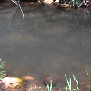 TONTO CREEK TROUT FISHING WITH ALMAL.