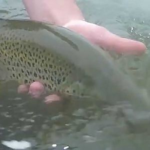 Bow River Fly Fishing for Big Brown Trout, Small Flies, Good times . HD