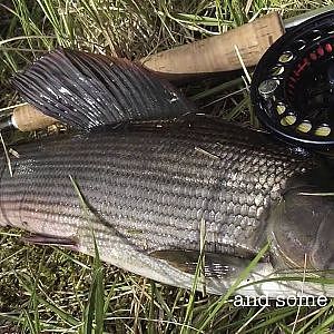 Trout and Graylin fishing in Lappland 2010