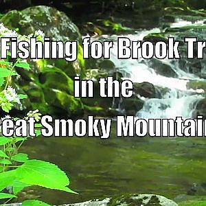 Fly Fishing for Brook Trout in the Smoky Mountains - Advice From the Guides