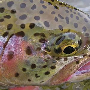 Fly Fishing for Alaskan Rainbow Trout - Leland Fly Fishing Outfitters