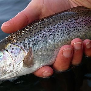 Fishing with Rod: Spring trout in Whistler