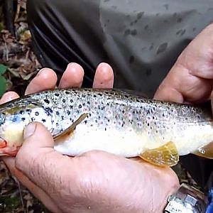 Trout Fishing in Greece- Ψάρεμα Πέστροφας στην Ελλάδα