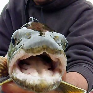 Lake Trout at Quabbin Reservoir