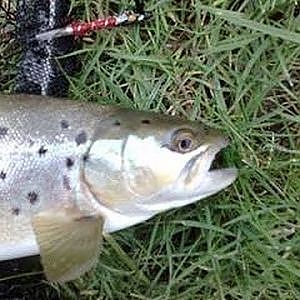 Sea Trout Fishing the Clay Pool, Christchurch Harbour