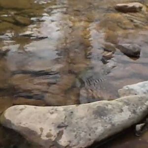 Colorado Trout Action Caddis Fly Fishing , Y-Ugly fly 2010 Fuji HS 10