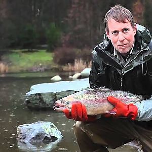 Fishing with Rod: Surplus brood trout release