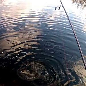 Trout Fishing with Rooster Tail Lures.