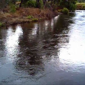 Sheleft trout fishing - Brown trout from the Goulburn region in Victoria Australia