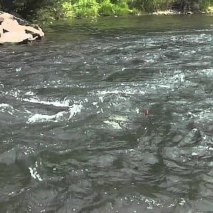 -Oregon Summer Steelhead Fishing Quick Clip Video- Oregon Steelhead Salmon and Trout Fishing