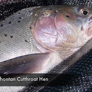 TackleTour - Fishing for Lahontan Cutthroat Trout at Pyramid Lake, Nevada