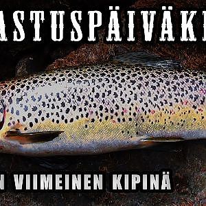 Kalastus ● Iijoki, Kipinän kosket ● Taimenta tavoittelemassa