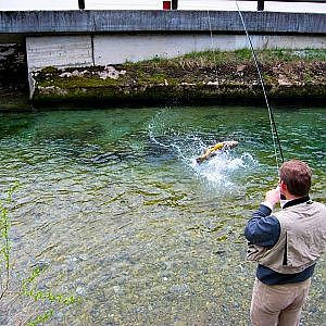 Bachforelle, Drill großer Bachforelle (Brown trout) im Oberlauf der Pielach, Austria