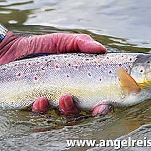 Polen - Fliegenfischen auf Äschen und Bachforellen am San River