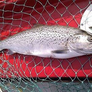 Fischen ... Angeln ... mit der Schleppausrüstung auf Seeforellen im Bodensee