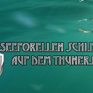 Seeforelle Schleppen auf dem Thunersee