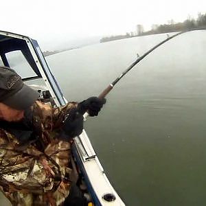 Sturgeon Fishing on the Fraser River 2012