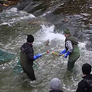 Seeforelle Laichfischfang