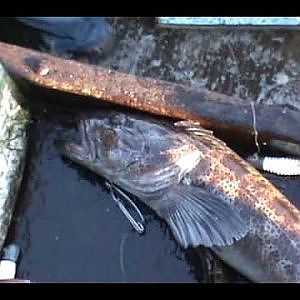 Commercial Fishing for Ling Cod fishing in Sitka, Alaska